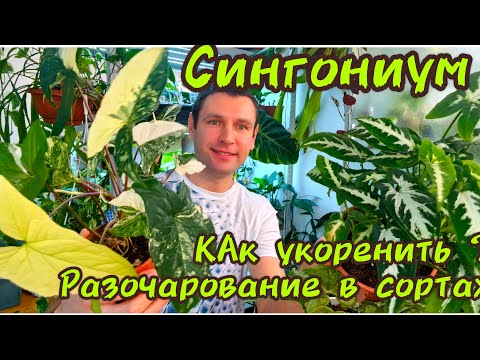 Видео: Сингониумы /Разочарование/ Как размножить и секреты успешного выращивания