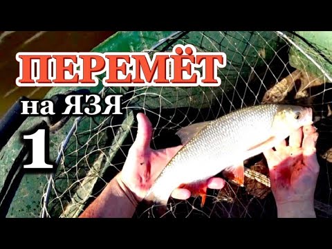 Видео: Рыбалка на ПЕРЕМЁТ (перетягу). Отличный клёв ЯЗЯ! Проверка 1. Река Чулым