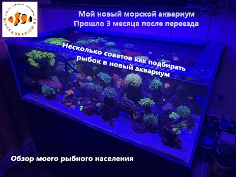 Видео: Мой морской аквариум 500 литров. Как подбирать рыбок.