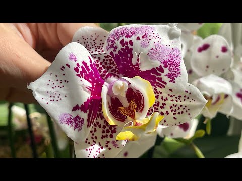 Видео: Ещё одна порция красоты .☺️🦋🦋🦋