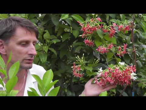 Видео: квисквалис индийский