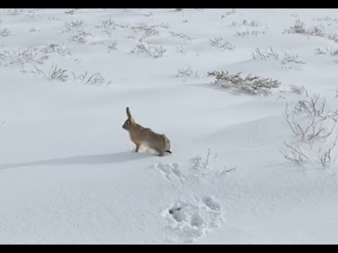 Видео: Труднодоступный заяц, очень много снега.