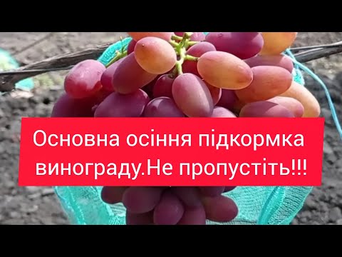 Видео: Чим підживити кущі винограду, для закладки майбутнього врожаю.Розказую про саджанці.