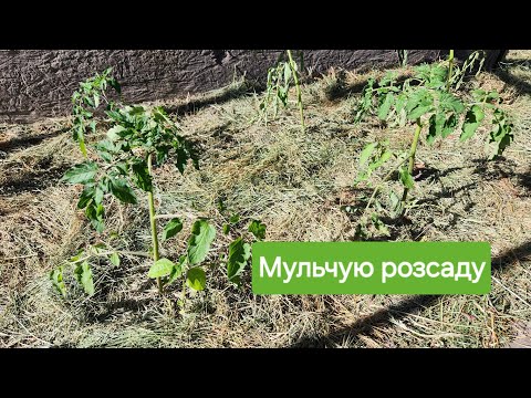Видео: Як і навіщо мульчувати #помідори і #огірки #мульча #огород #розсада #томати