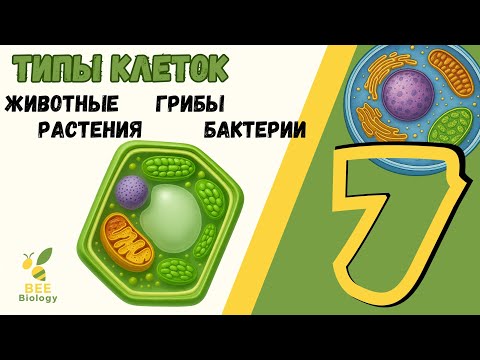 Видео: ОТЛИЧИЯ клеток • животных • растений • грибов • бактерий