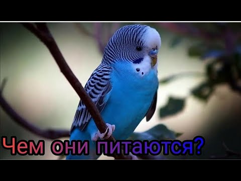 Видео: КАК ПРАВИЛЬНО КОРМИТЬ ВОЛНИСТЫХ ПОПУГАЕВ. 🦜HOW TO PROPERLY FEED BUDGIES. 🦜