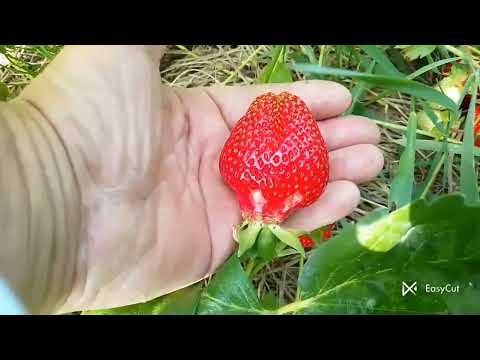 Видео: Збір  полуниці:Джусі,Полка,Брилла,Сенсація,Азія,Румба,Лічія,Лія цукрова