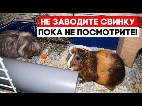 Видео: Что нужно знать перед покупкой морской свинки. Нужна ли вам морская свинка?