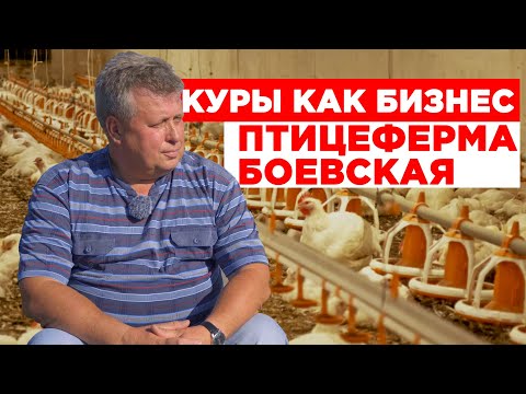 Видео: Куры как бизнес | Птицеферма Боевская