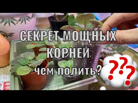 Видео: ЧЕМ ПОЛИТЬ Фиалки? СЕКРЕТ МОЩНЫХ КОРНЕЙ! + нюансы для Зимы🌸🌸🌸