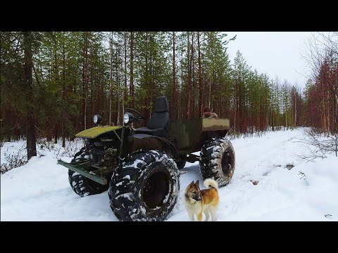 Видео: ОХОТА НА БОРОВУЮ ДИЧЬ С СОБАКОЙ. ГЛУХАРИ ВООБЩЕ НЕ СИДЯТ.