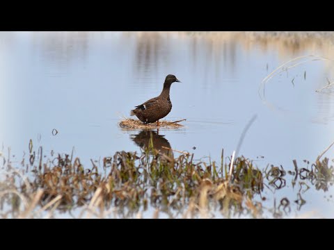 Видео: Охота с подсадными утками на весеннего селезня. Пару советов начинающим подсадникам!