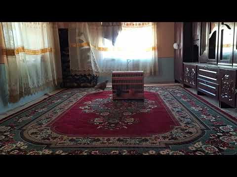 Видео: Кавги шикори кабодиён барои тамошо 🇹🇯 