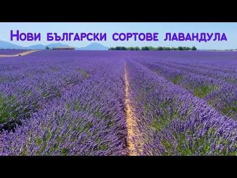 Видео: Нови български сортове лавандула