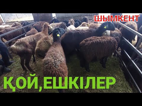 Видео: Шымкент қой,ешкі бағасы