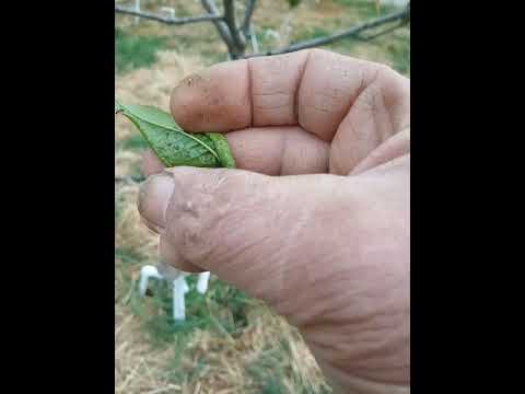 Видео: Скрючивание листьев фруктовых деревьев