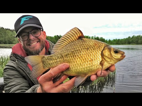 Видео: Ловля ЗОЛОТОГО КАРАСЯ на Поплавок в Кувшинках / Float Fishing for Сrucian CARP in Margins