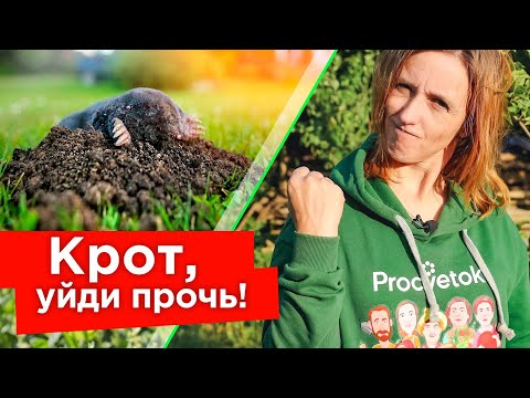 Видео: КРОТЫ УБЕГУТ БЕЗ ОГЛЯДКИ И БОЛЬШЕ НЕ ВЕРНУТСЯ! 5 эффективных способов борьбы с кротами