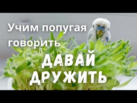 Видео: Учим попугая говорить "Давай дружить"