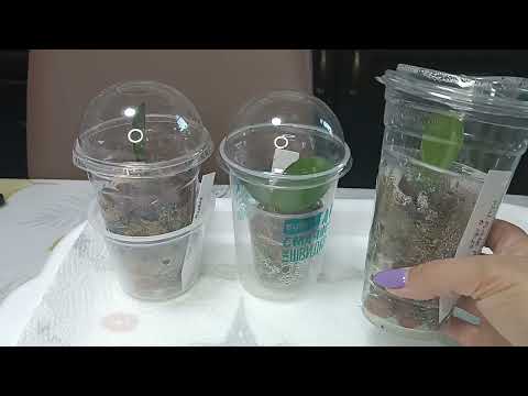 Видео: Избыток влаги в минитепличке💦 ростостимулирующая посадка🌿