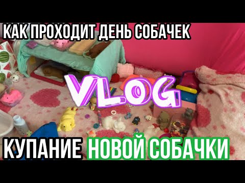 Видео: VLOG Как проходит ДЕНЬ СКВИШИ СОБАЧЕК