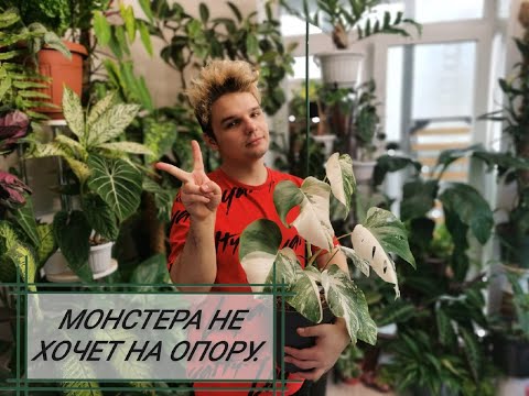 Видео: Как сделать ОПОРУ для Растений?Показываю и Рассказываю вместе с Монстерой Альбой