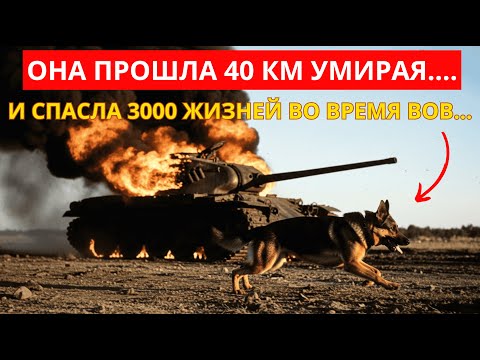 Видео: Как Одна Собака Сорвала Немецкое Контрнаступление в 1943 году