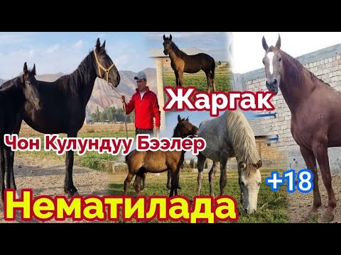 Видео: Чон Бээлер Сатылды/Чаламай Жок эми🤝