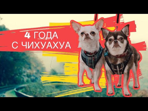 Видео: СТОИТ ЛИ заводить ЧИХУАХУА?/ мой опыт жизни с #чихуахуа