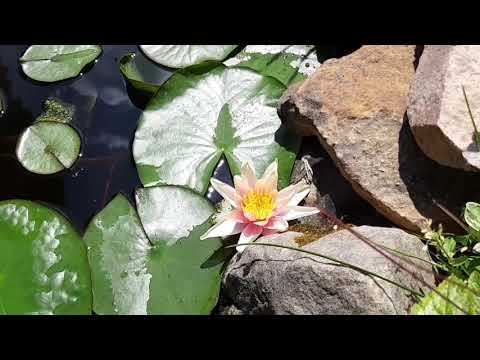 Видео: Как создать и оформить водоём на маленьком участке