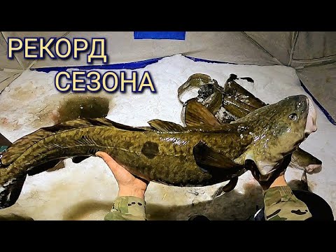 Видео: СУПЕР КЛЁВ. ОДИН ЗА ОДНИМ. РЫБАЛКА НА СТУК. одна МИНУТА- НАЛИМ.