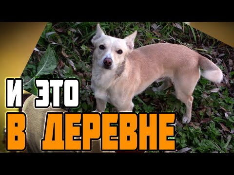 Видео: Никто не ожидал такого от деревенской жизни - Художник в деревне