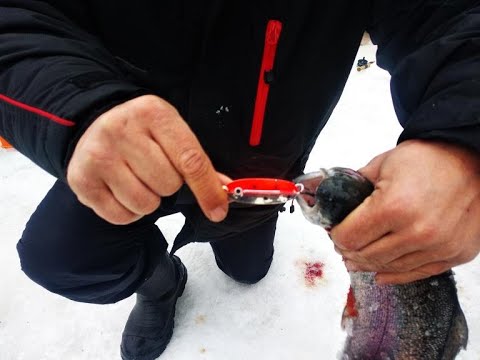 Видео: Приоритет в блесне при ловле форели есть, на запуске он не значителен. Клёвое место лосиный остров