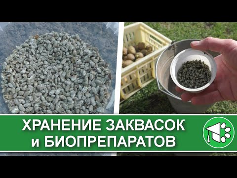 Видео: Хранение биопрепаратов и заквасок (чистых культур). Боится ли триходерма мороза?