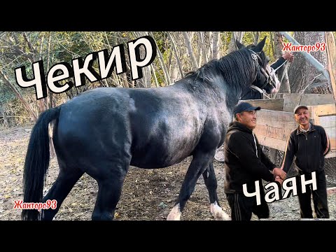 Видео: Чекир Чаяндын Соодасы +996-708-805-253 19 октября 2025 г.
