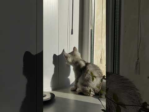 Видео: don't worry be happy #джейджей #animals #cat