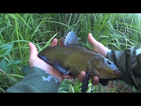 Видео: С таким ЛИНЁМ и щуки не надо! Ловля линя на поплавочную удочку! Вечерняя рыбалка!