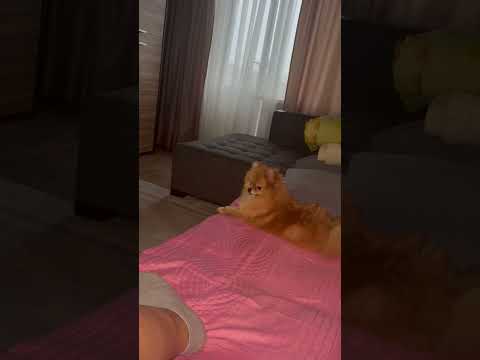 Видео: Шпиц Алиса и Домовой 2. 15