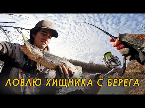 Видео: Дроп-шот или ДЖИГ? Что выманит хищника из под дерева? Рыбалка на спиннинг с берега.