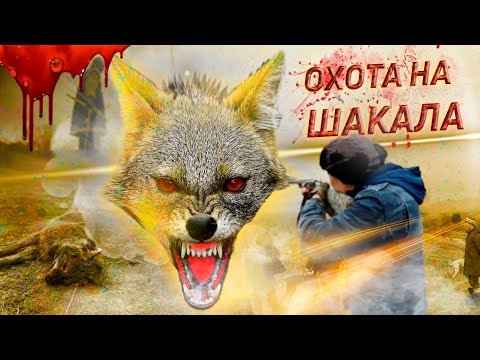 Видео: Таласта ЧООлор атылды / Талас облусу / 2021-ж.