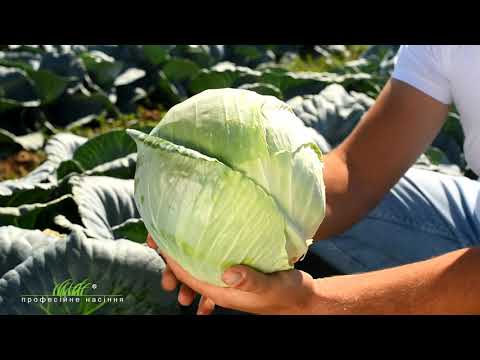 Видео: Галакси F1 – позднеспелый гибрид белокочанной капусты