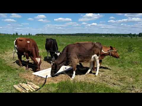 Видео: Пижон быкует. Уникальные кадры с нашим племенным быком.