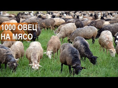 Видео: 1000 овец на мясо. Фермер Андрей Степаненко. Бизнес в овцеводстве