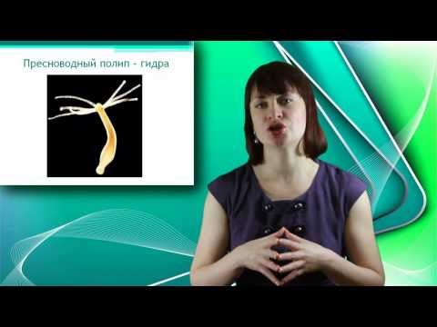 Видео: Пресноводный полип Гидра. Онлайн подготовка к ЕГЭ по Биологии.