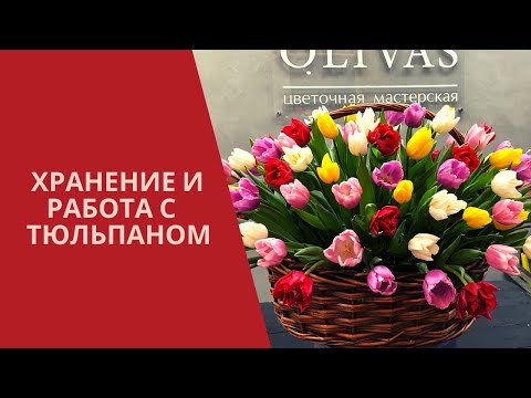 Видео: Хранение и работа с тюльпанами. Совсем скоро 8 марта, пора готовиться к взаимодействию с тюльпанами