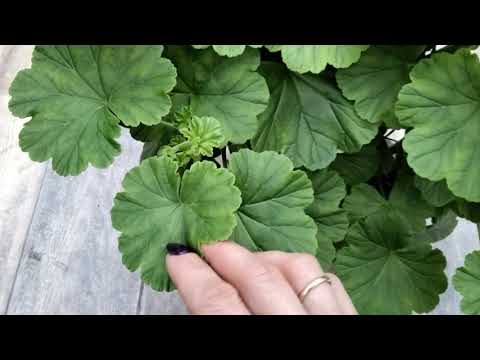 Видео: #79.Розебудная пеларгония April Snow!