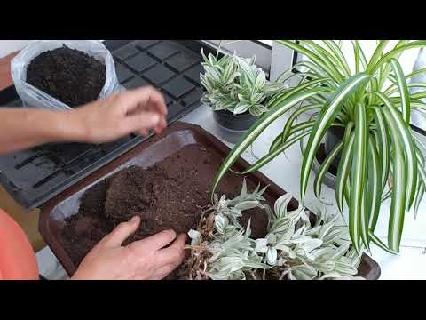Видео: Традесканция (зебрина) пересадка.