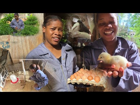 Видео: Подписчик купил мне 50 кур 🐥🐔, чтобы поддержать мою маленькую ферму // Благословений 🙏😇💯❤️