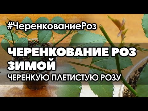 Видео: 🌹 Размножение роз зелёными черенками зимой