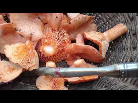 Видео: Як шукати рижики